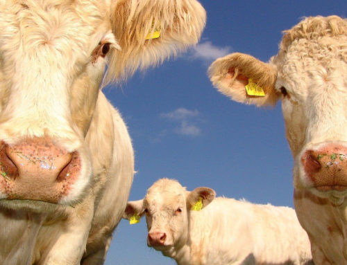 Entreprendre en milieu rural : pourquoi, comment ?